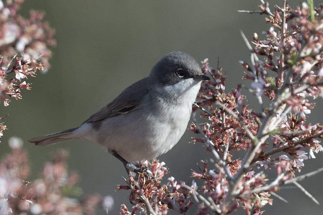 Lesser Whitethroat